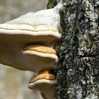 "Многоярусные" древесные грибы. :: Милешкин Владимир Алексеевич 