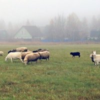 Осенняя пастораль. :: Сергей Ключарёв