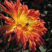 Хризантемы цвет прекрасный... :: Тамара Бедай 