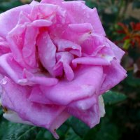 Роза под дождём... :: Тамара (st.tamara)