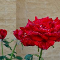 Розы под дождём... :: Тамара (st.tamara)