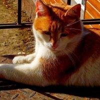 Любимый котик Даут! :: Евгений БРИГ и невич