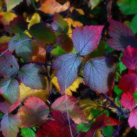Разноцветная осень :: Наталья Лакомова
