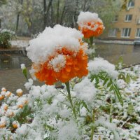 Цветы под снегом :: Елен@Ёлочка К.Е.Т.