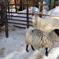 Не пара, не пара, не пара... :: Ольга 