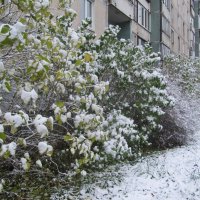 Первый снег :: Наталья Герасимова
