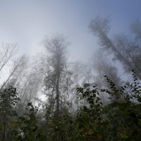 Туман и лес, солнце придет :: Heinz Thorns