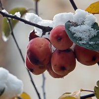 Первый снег в октябре :: Ольга И