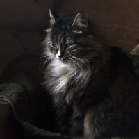 Кошка у окошка :: Людмила Волдыкова