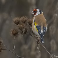 Черноголовый щегол :: Елена Швыдун