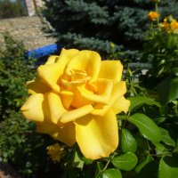 Желтая роза :: Наиля 