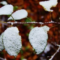 Холодный снег на зелёных листьях :: Валентина Пирогова