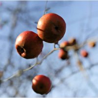 Парящие яблоки. :: Валерия Комова