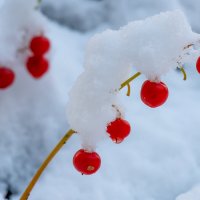 - :: Аркадий Алямовский