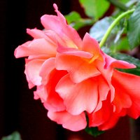 мои розы :: Cветлана Свистунова