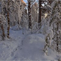 Под пологом зимнего леса :: Владимир Чикота 