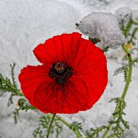 Первый снег в Самаре. 31.10.19. :: MILAV V