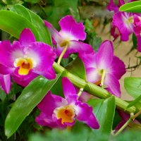 Orchidea Dendrobium Nobile :: Raduzka (Надежда Веркина)