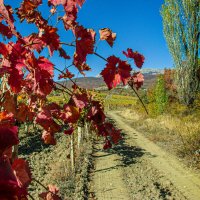 Осень на виноградниках :: Варвара 