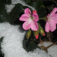 Первый снег :: Татьяна Носова