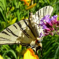 Бабочка Подалирий из семейства Парусников на цветах в июле :: Лидия Бараблина