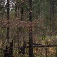 Прогули в Осеннем Лесу :: юрий поляков