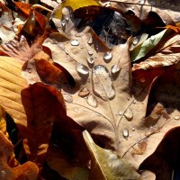 Ноябрьский ковер из листьев в парке с каплями снежного дождя... :: Лидия Бараблина