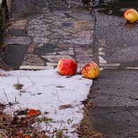 Яблоки на снегу! :: Татьяна Помогалова