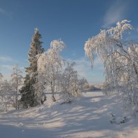 Одна среди берёз !!! :: Олег Кулябин