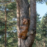 мишка на дереве :: Юрий Борзов