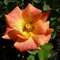 Июльское цветение розы Мишель Серро на даче :: Лидия Бараблина