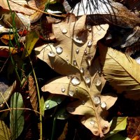 Ноябрьский этюд с дубовым и другими листьями в траве и с каплями дождя :: Лидия Бараблина
