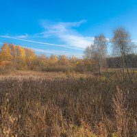 Осень на болоте... :: Владимир Жданов