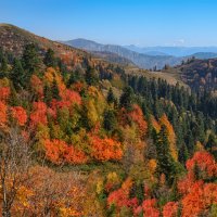 Осень в горах Кавказа. Красная Поляна :: Ольга Соколова