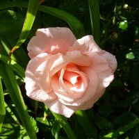 Нежная розовая роза с каплями в июльском саду :: Лидия Бараблина