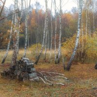 *** :: Владимир Самсонов