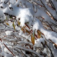 Снег и застывшие капли дождя :: Фотогруппа Весна