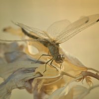 dragonfly :: Александр Довгий