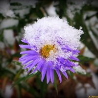 То снег, то дождь холодный, но держатся ещё цветы.. :: Андрей Заломленков