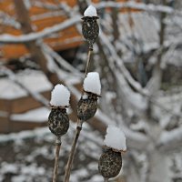 В зимних шапочках. :: Николай Масляев