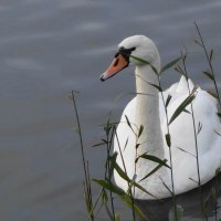 Лебедь на озере :: Маргарита Батырева
