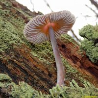 Про волшебные грибочки в ноябре...:-) :: Андрей Заломленков
