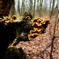 Траметес охряный (Trametes ochracea) :: vodonos241 