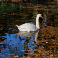 Октябрь на пруду с листьями и  белым лебедем... :: Лидия Бараблина