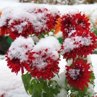 Уходит красота под снег непобеждённой.. :: Андрей Заломленков