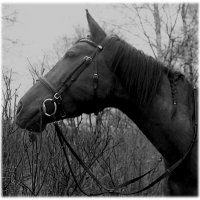 Когда умрет последний конь — мир рухнет, потому что самые лучшие люди — это кони.... :: Tatiana Markova