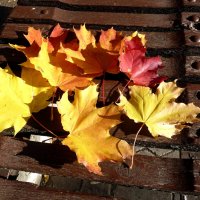 Осенние кленовые листья всех оттенков на скамье :: Лидия Бараблина
