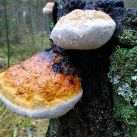 Древесные грибы :: Милешкин Владимир Алексеевич 
