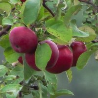 Лето,урожайное на яблоки :: Сергей Цветков