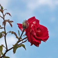 Небесная роза :: Светлана 
